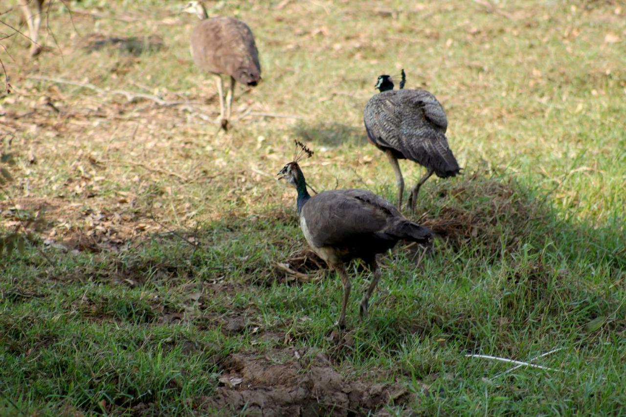 Wasgamuwa Wasgamu Safari Lodge מראה חיצוני תמונה