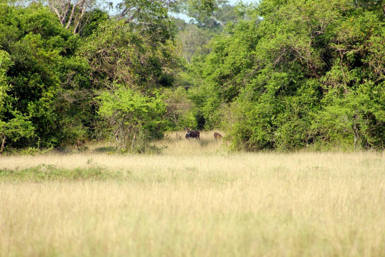 Wasgamuwa Wasgamu Safari Lodge מראה חיצוני תמונה